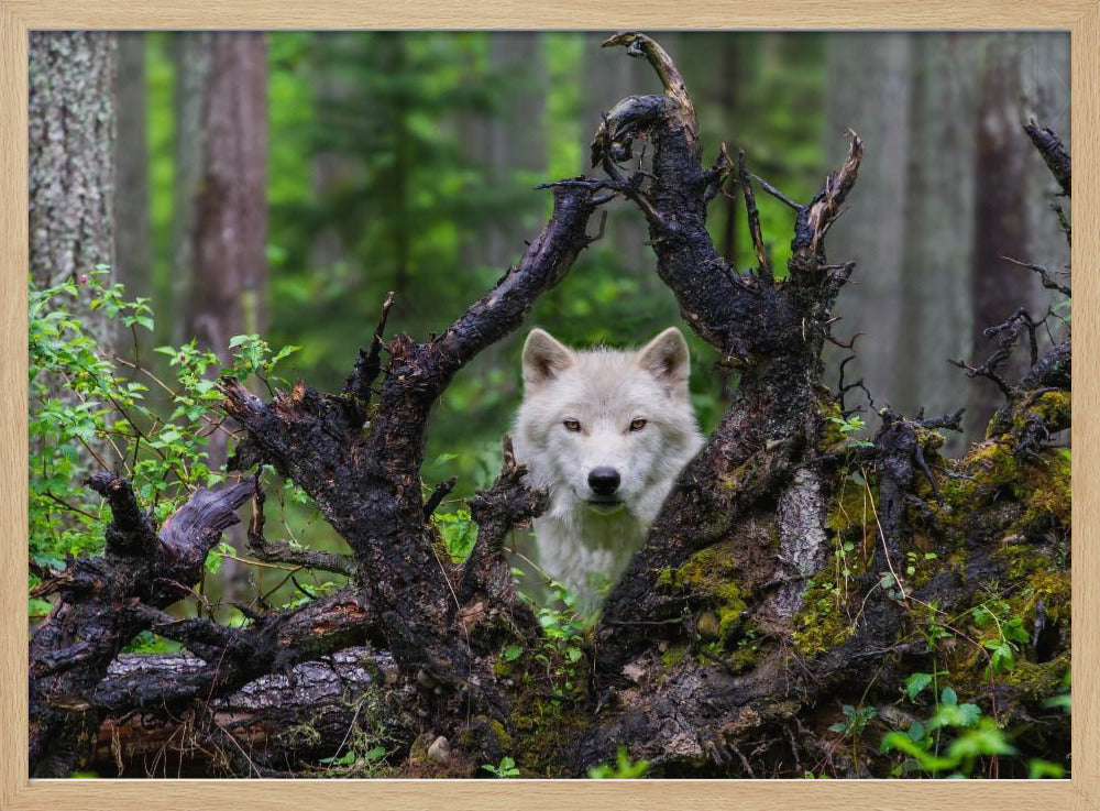 Wolf | Poster