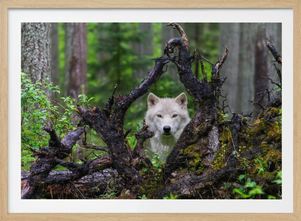 Wolf | Poster