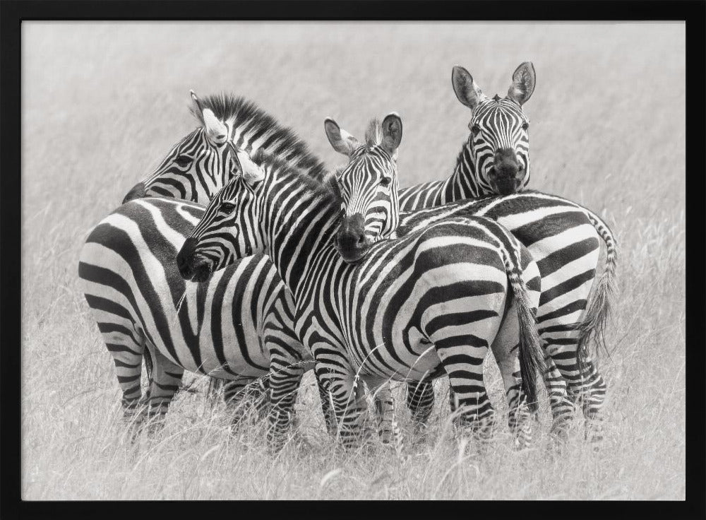 Zebras | Poster
