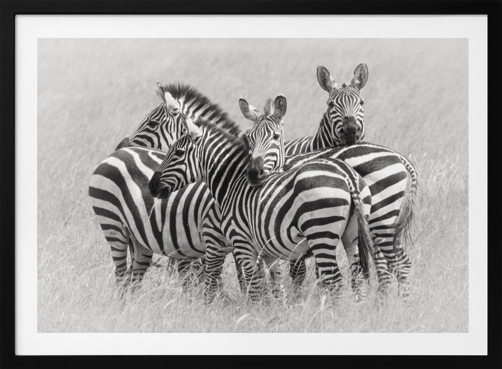 Zebras | Poster