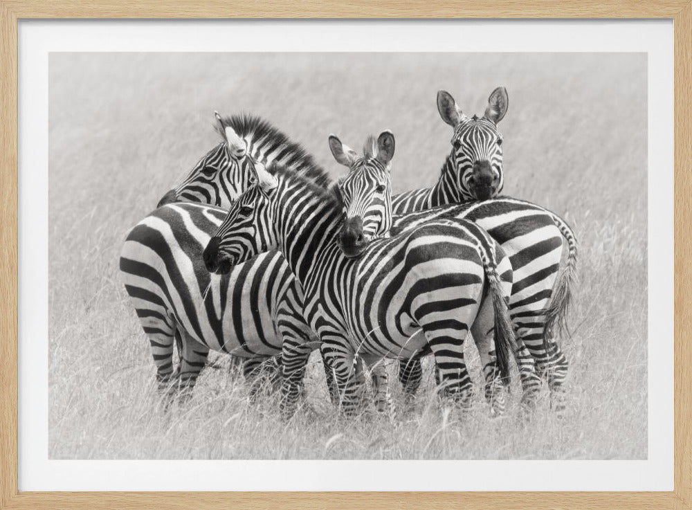 Zebras | Poster
