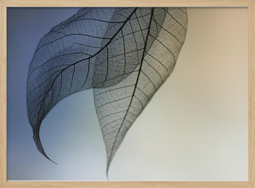 Cavatina | Poster