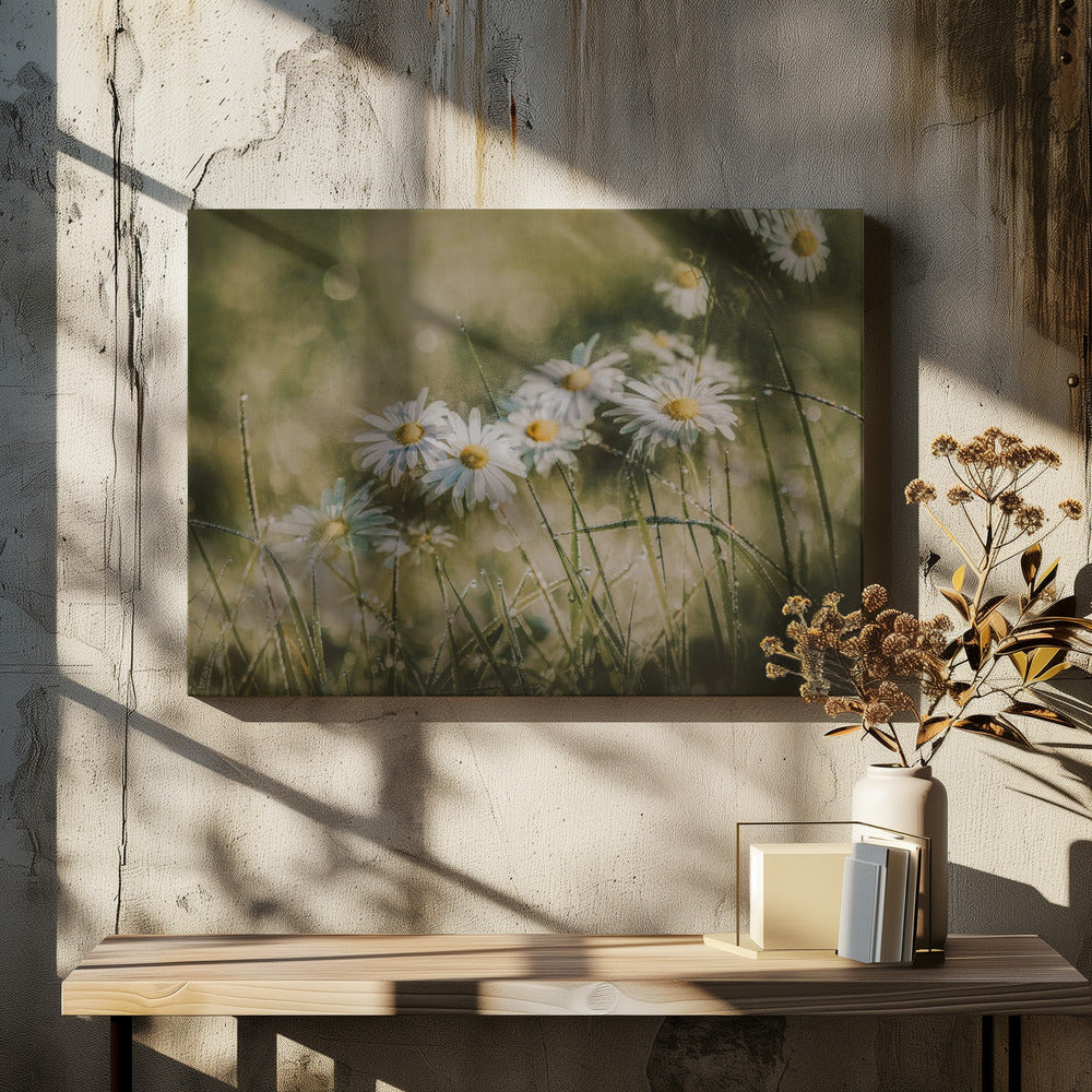 Gänseblümchen am frühen Morgen | Leinwand-Bilder