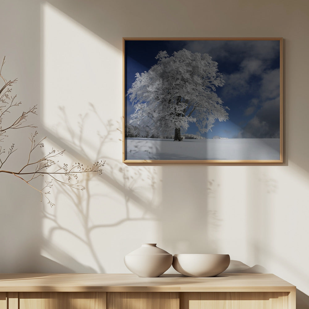 White Windbuche in Black Forest | Poster