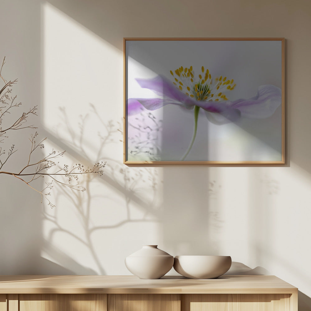 Wood Anemone | Poster