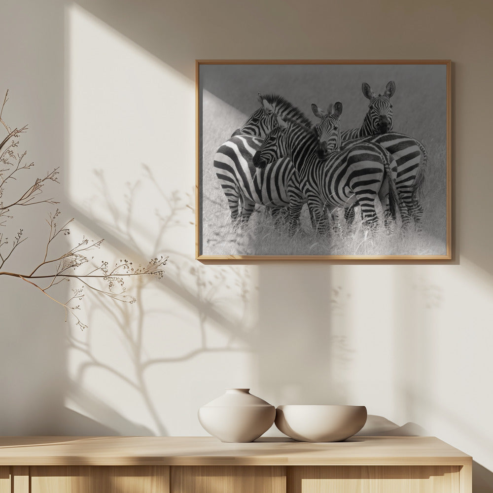 Zebras | Poster