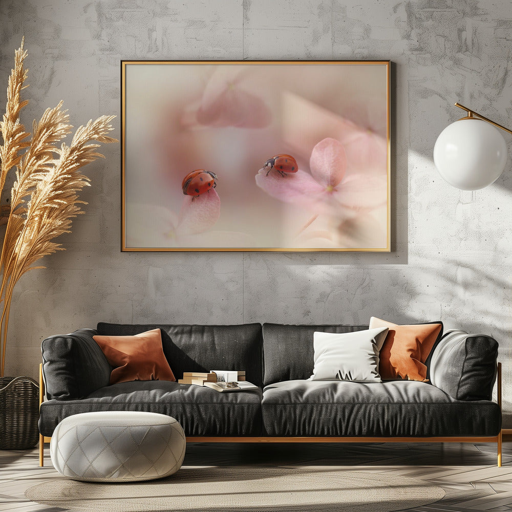 Ladybirds on pink hydrangea. | Poster