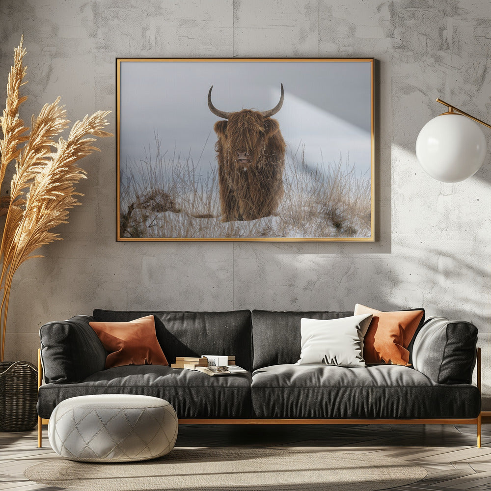 Highlander in Snow | Poster