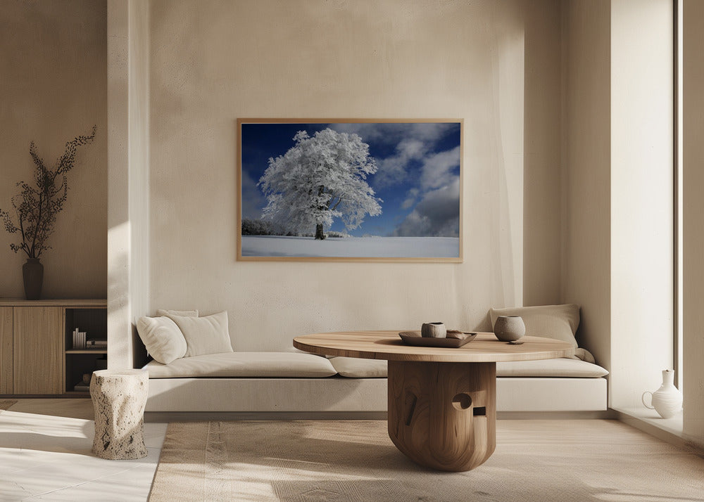 White Windbuche in Black Forest | Poster