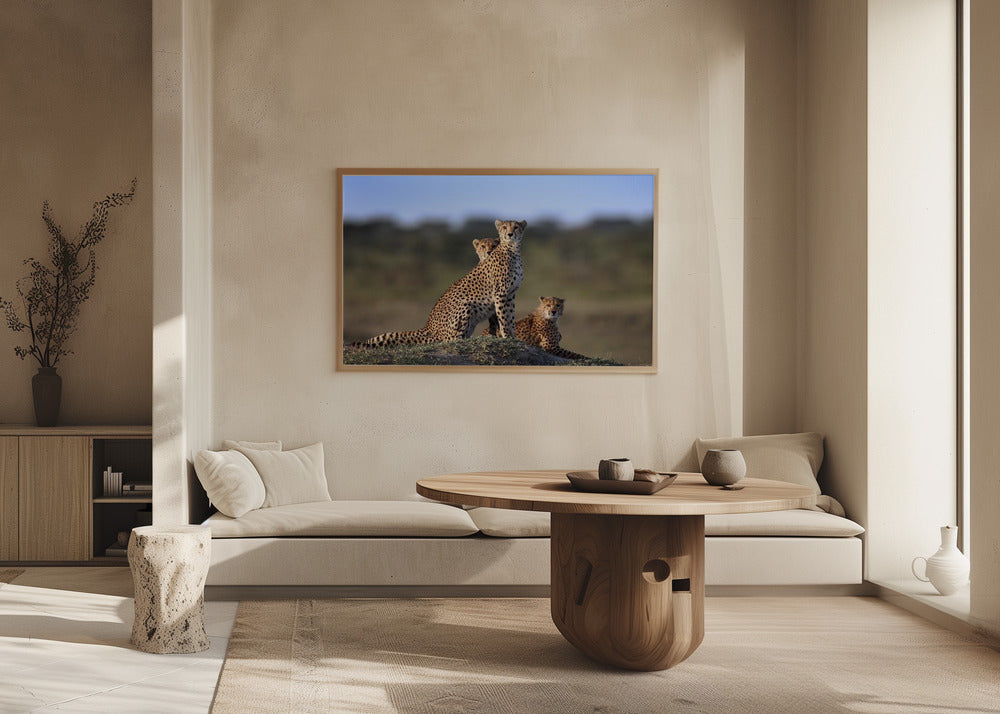 Cheetahs Family | Poster