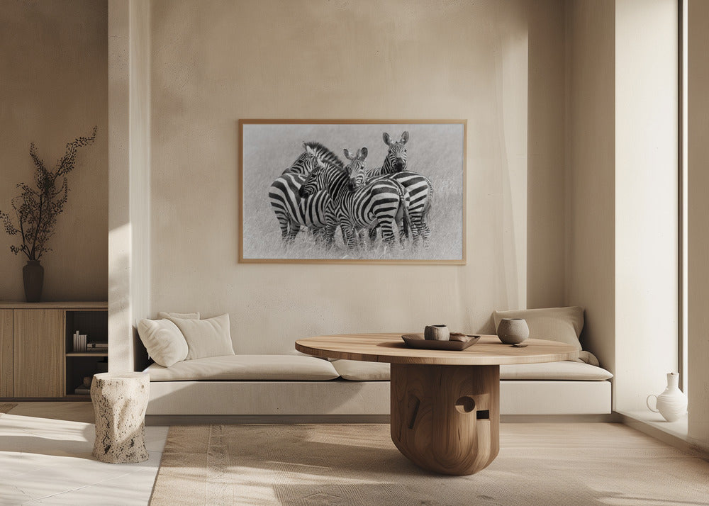 Zebras | Poster