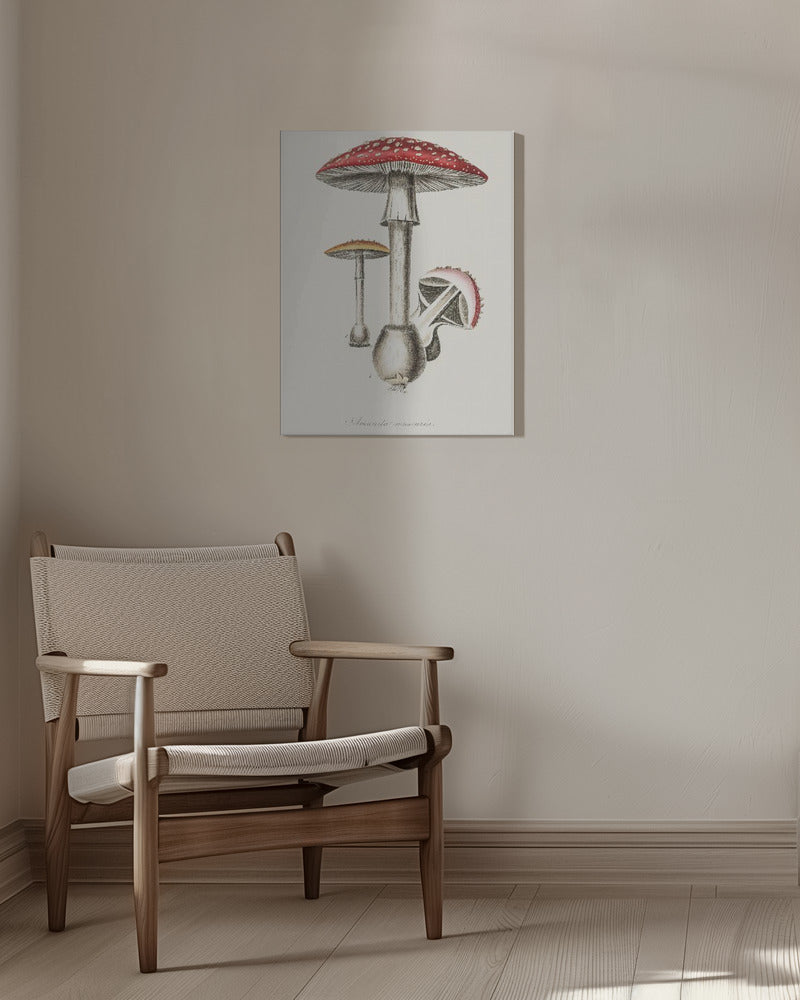 Amanita Muscaria Illustration. Medical Botany 1836 | Canvas