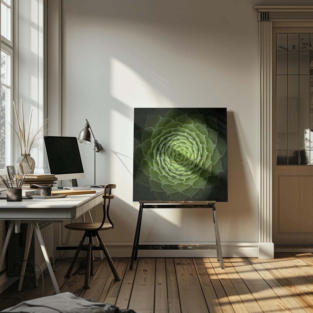 Succulent | Canvas