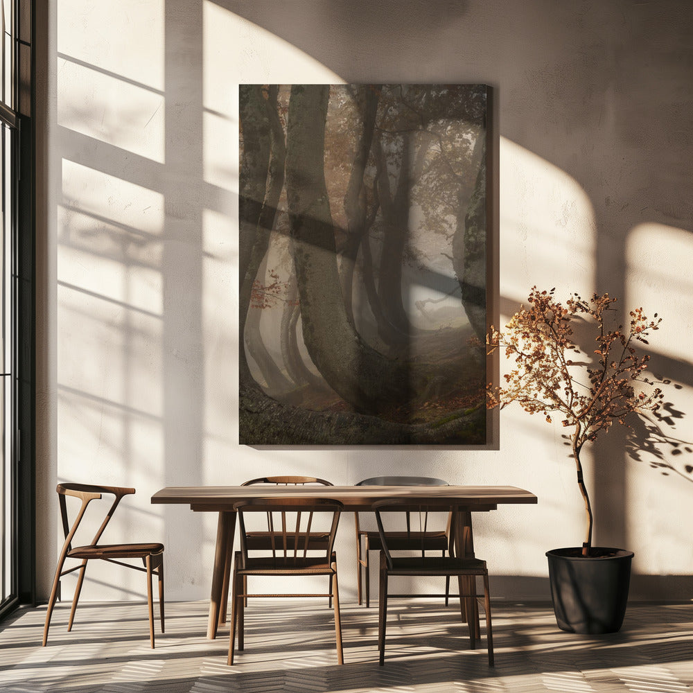 twisted beeches | Canvas