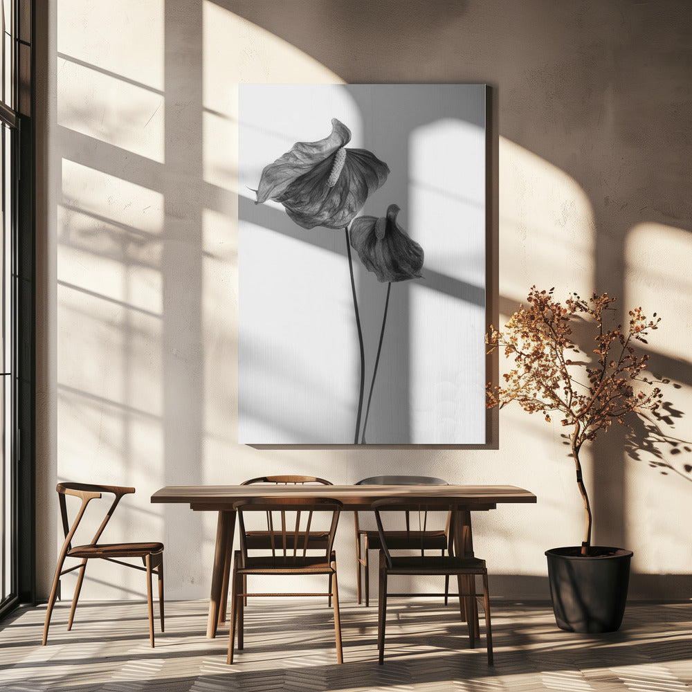 Anthurie | Leinwand-Bilder