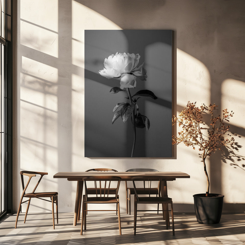 Pivoine BW | Tableaux sur Toile