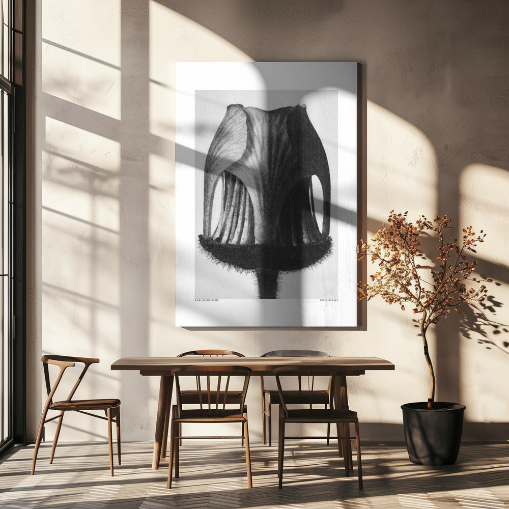 Geum Rival | Tableaux sur Toile