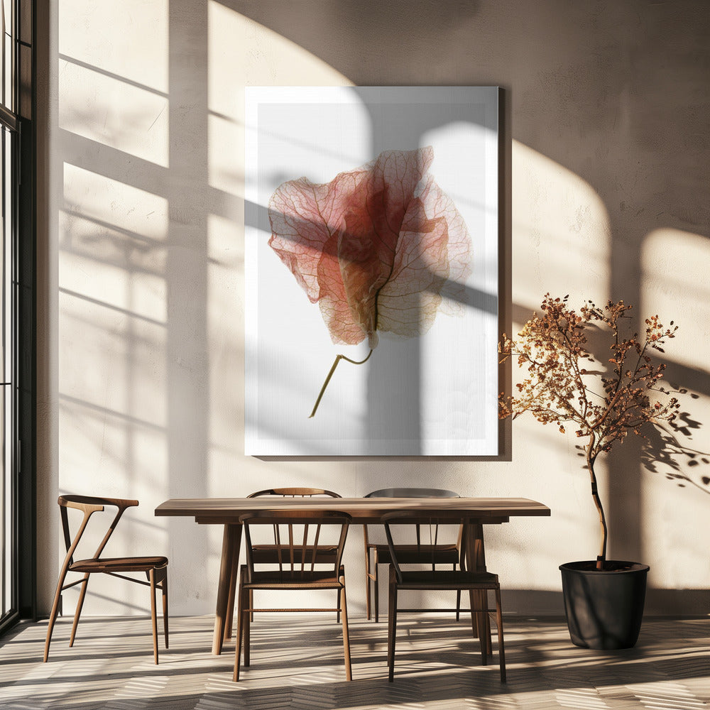 Bougainvillea-studie nr 4 | Canvas