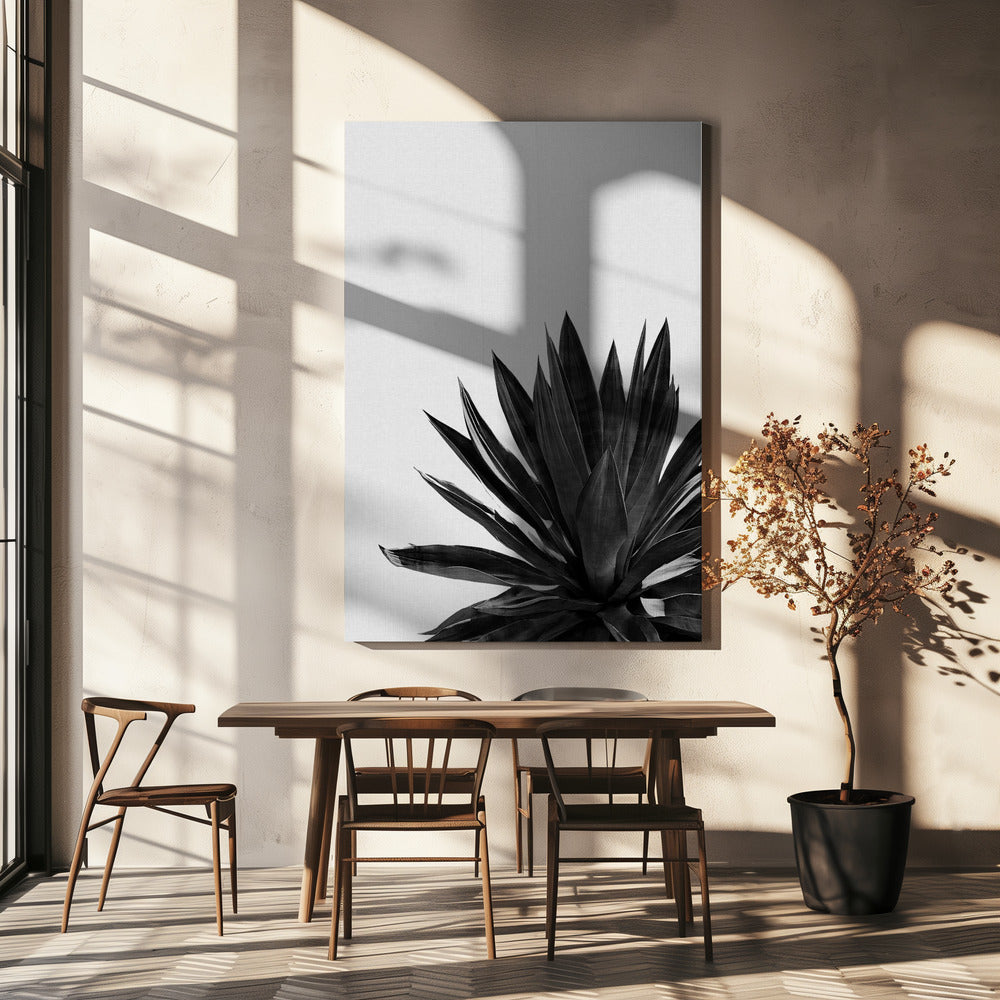 Agave Cactus Black & White | Canvas