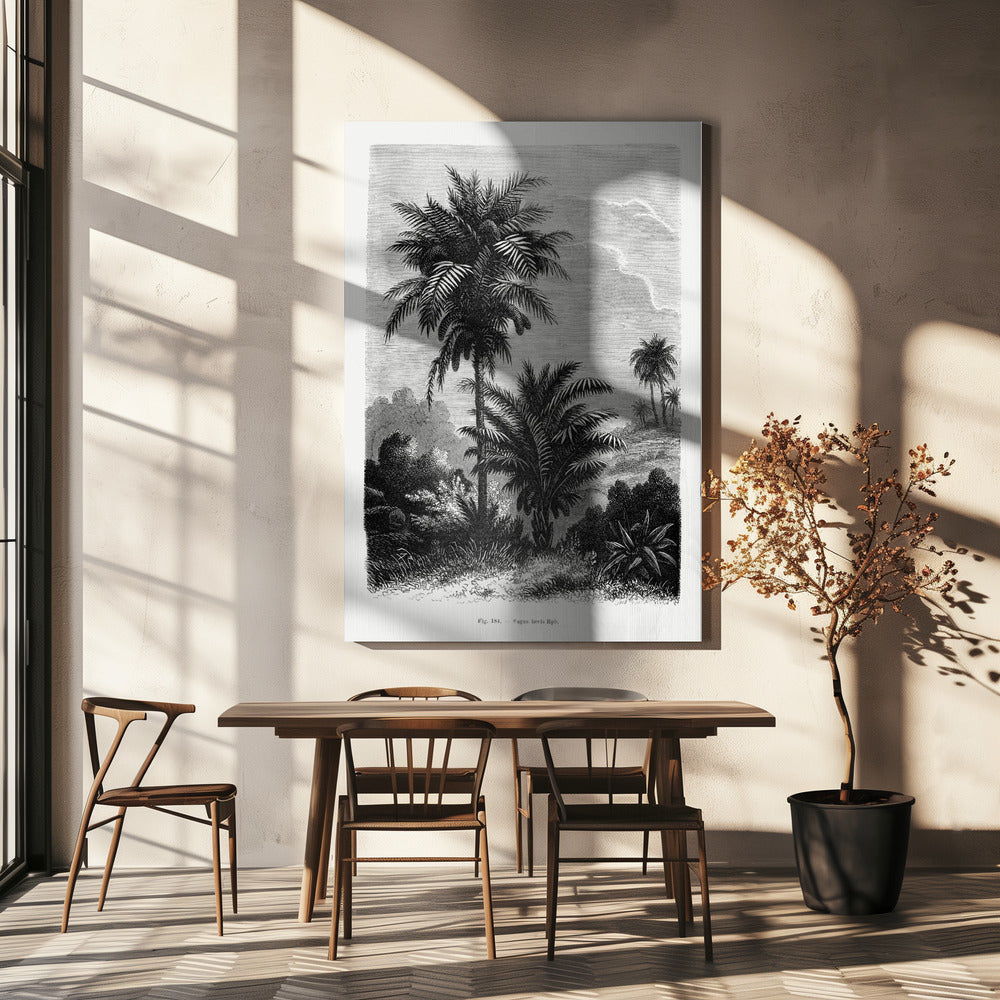 Vintage palmträdteckning V | Canvas