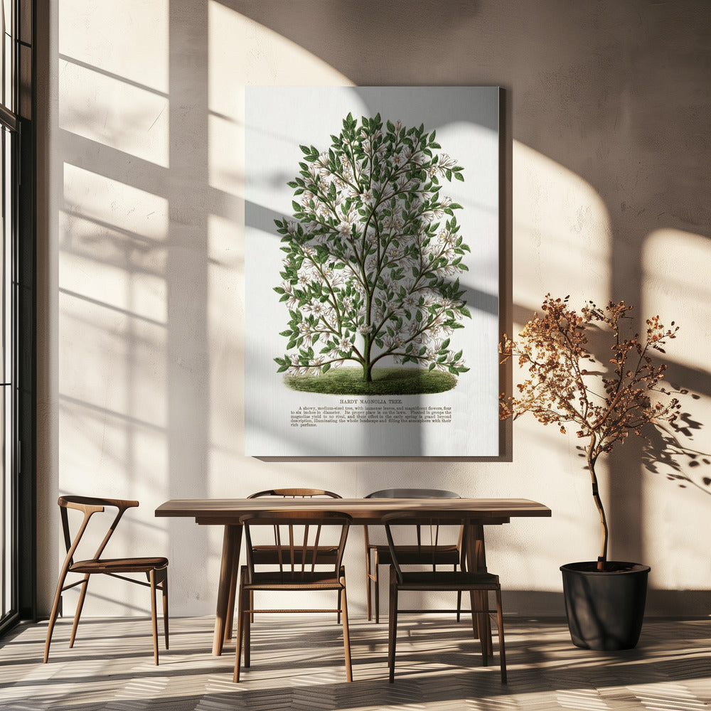 Hardy Magnolia Tree Lithograph | Canvas