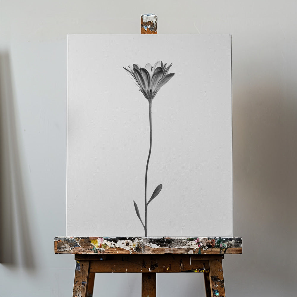 Daisy | Canvas
