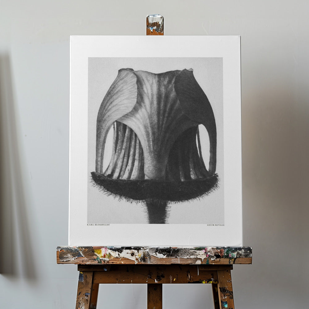 Geum Rival | Tableaux sur Toile