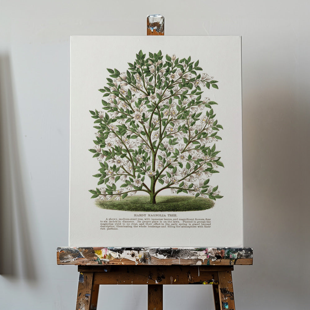 Hardy Magnolia Tree Lithograph | Canvas