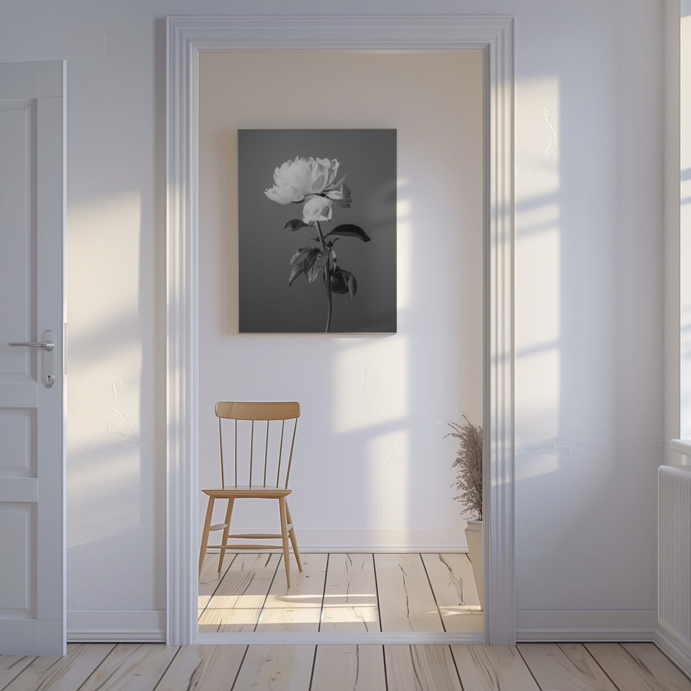 Pivoine BW | Tableaux sur Toile