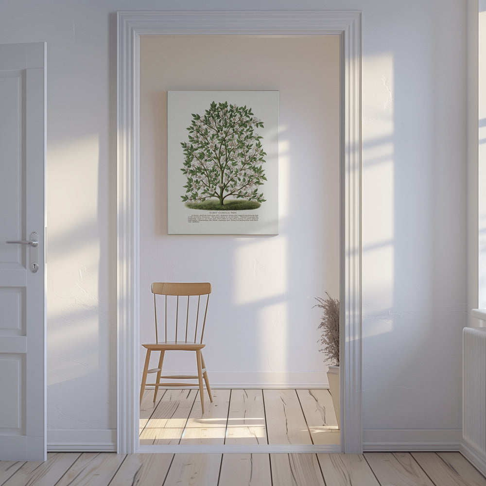 Hardy Magnolia Tree Lithograph | Canvas