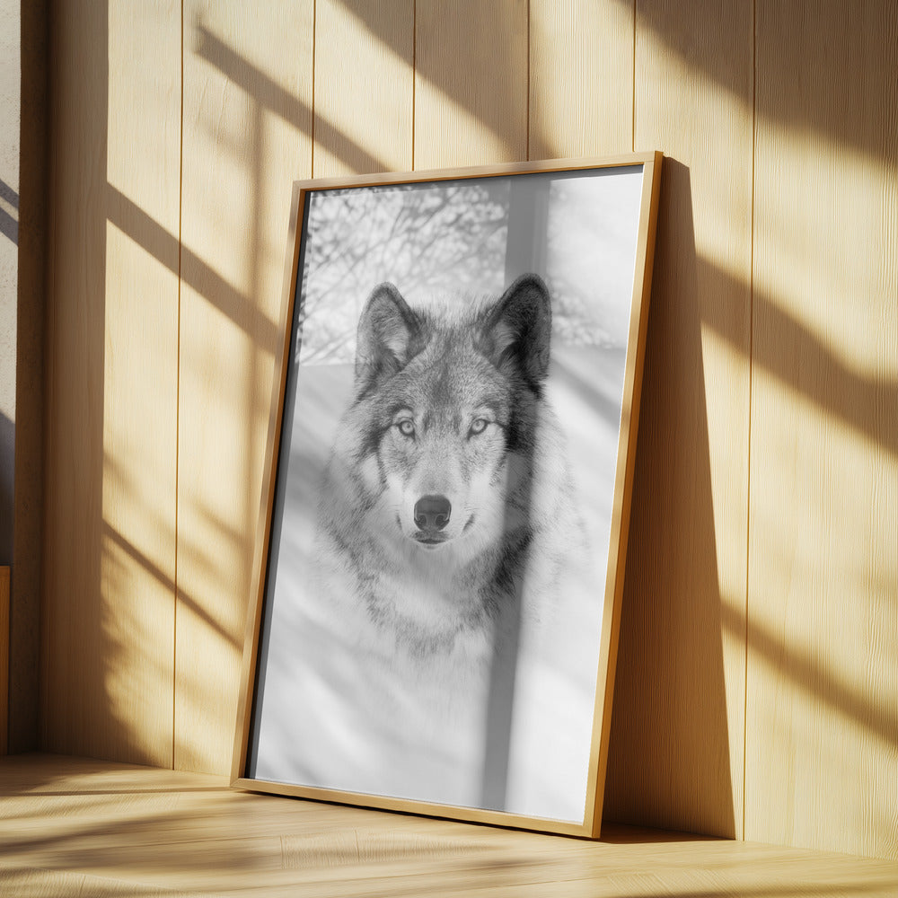 Portrait of a Timber Wolf | Poster