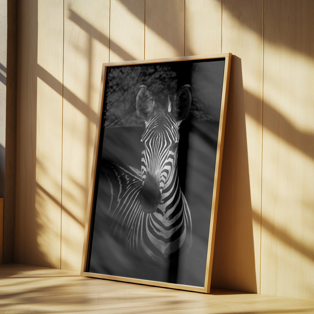 The Zebra | Poster