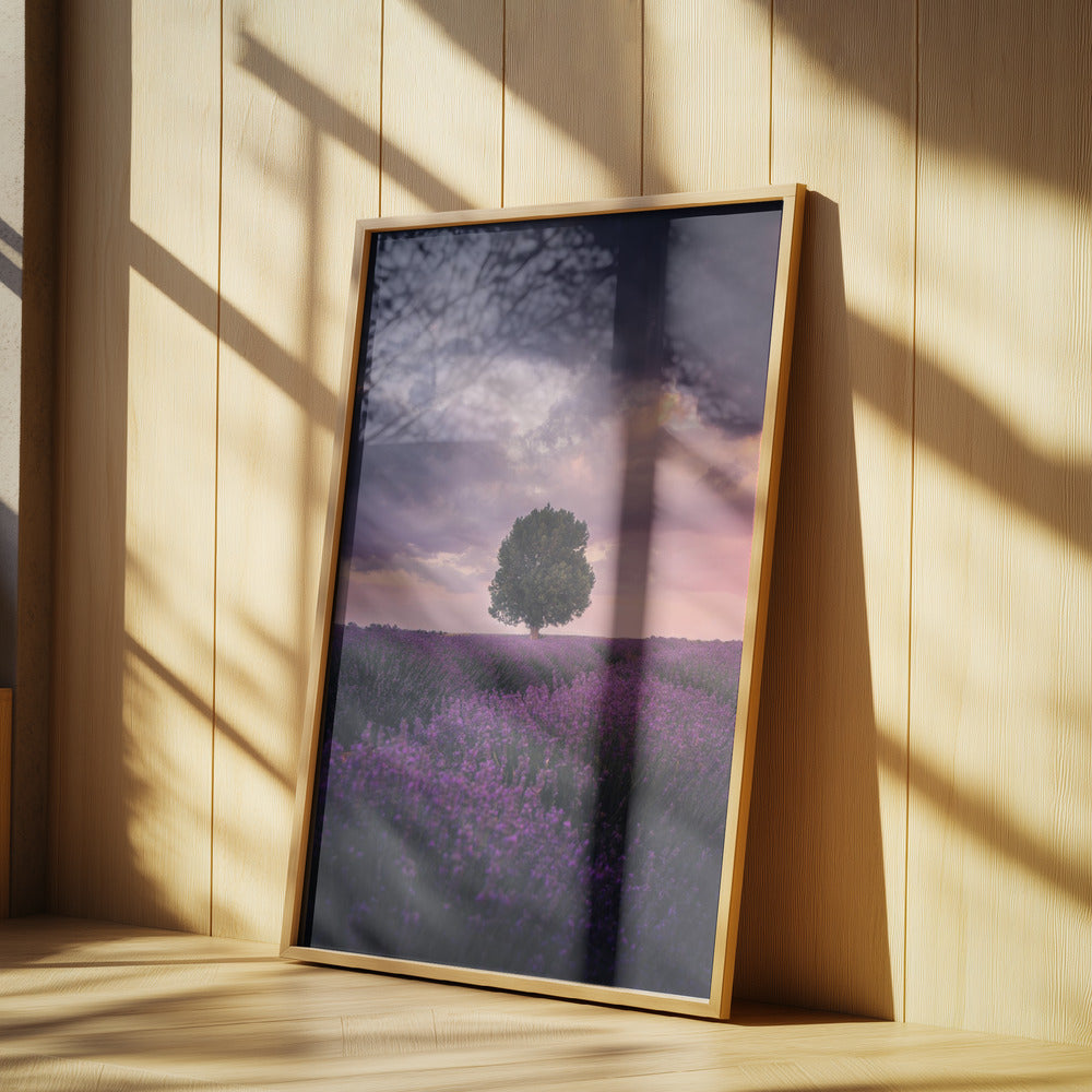 Lavender Fields, Isparta | Poster