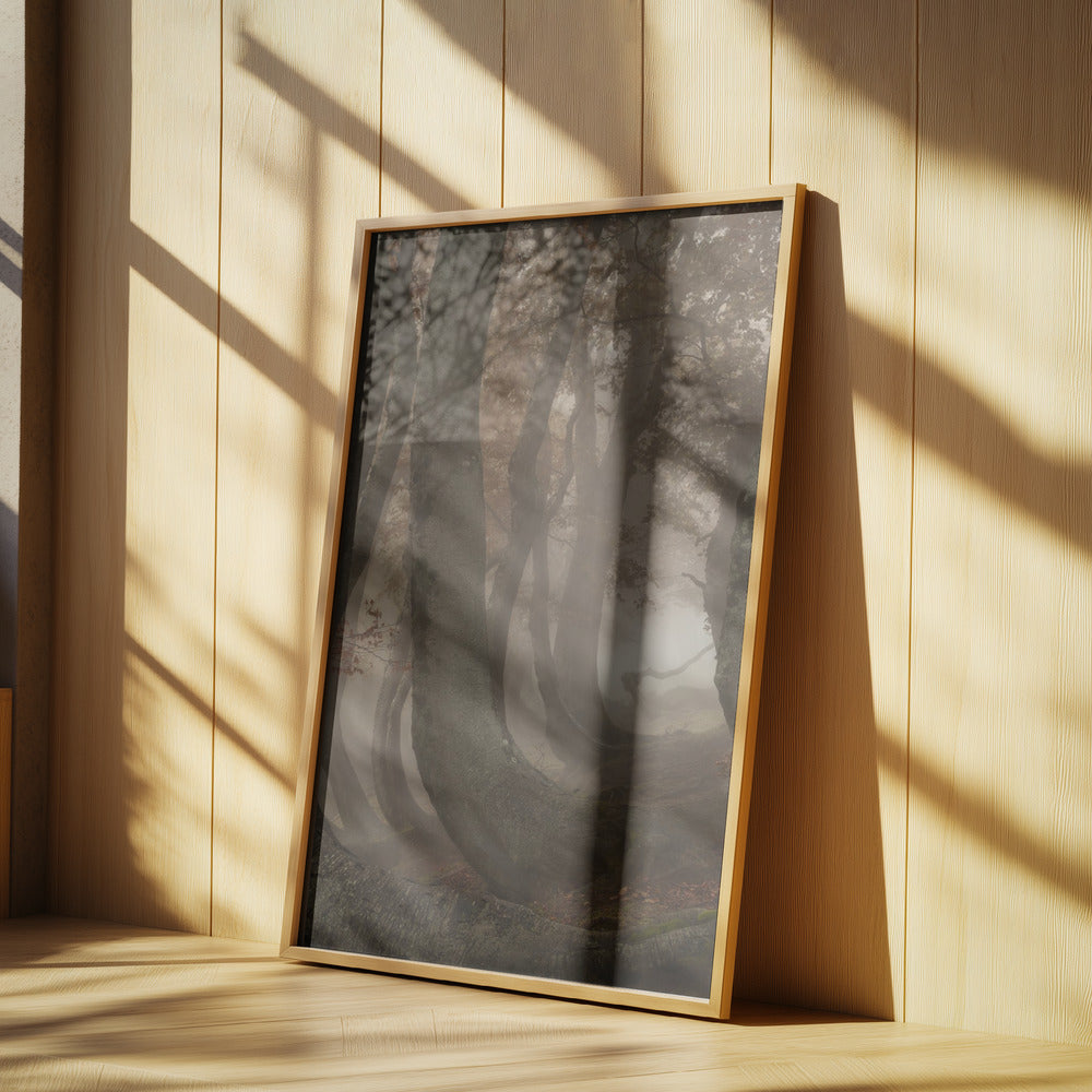 twisted beeches | Poster