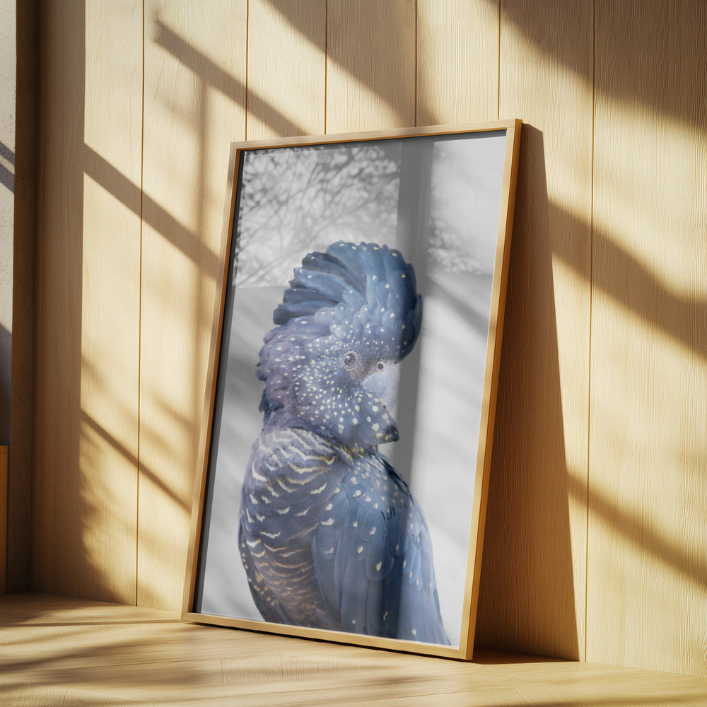Black Cockatoo | Poster