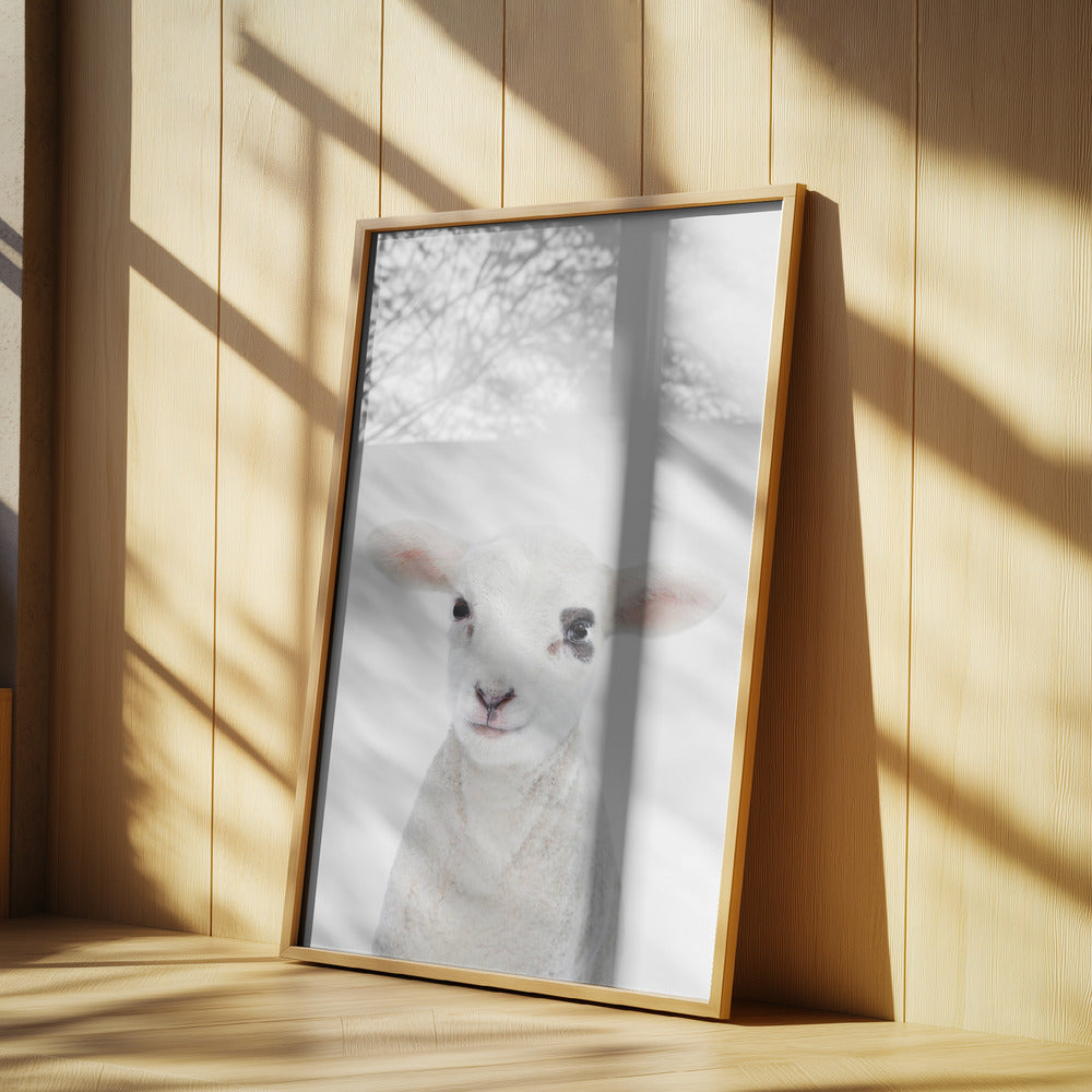 Lammbaby | Poster - Kunstdruck