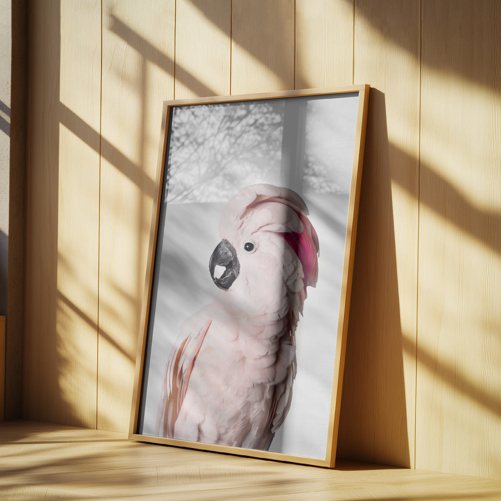 Pink Cockatoo | Poster