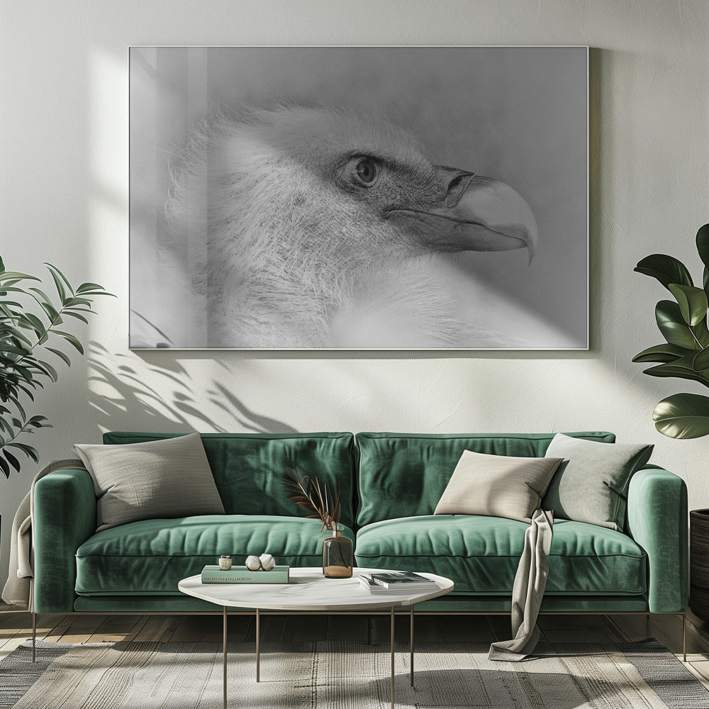 Bald eagle | Canvas