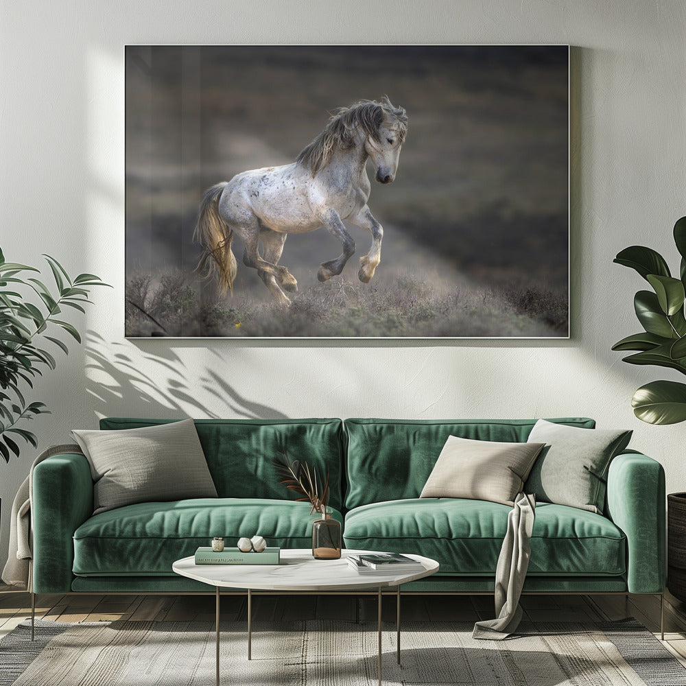 Mustang, villhest / Equus ferus caballus | Lerretsbilder