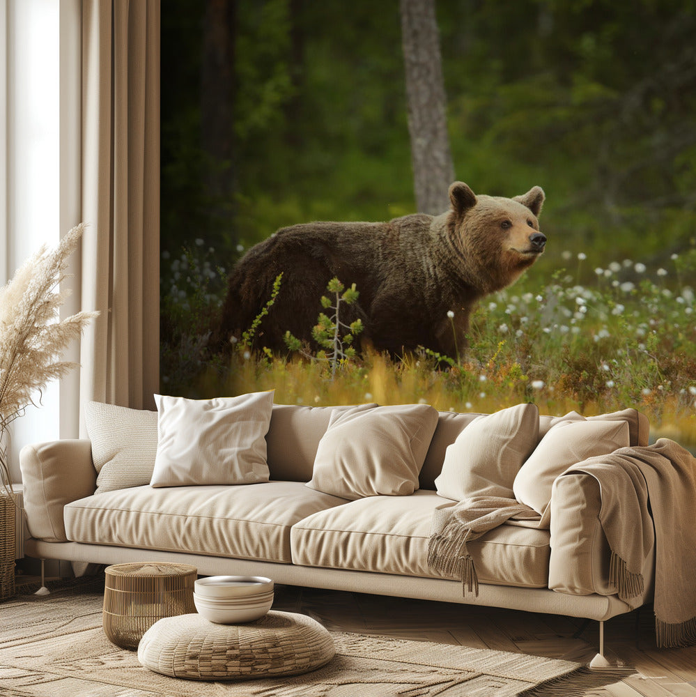 Braunbär | Fototapeten