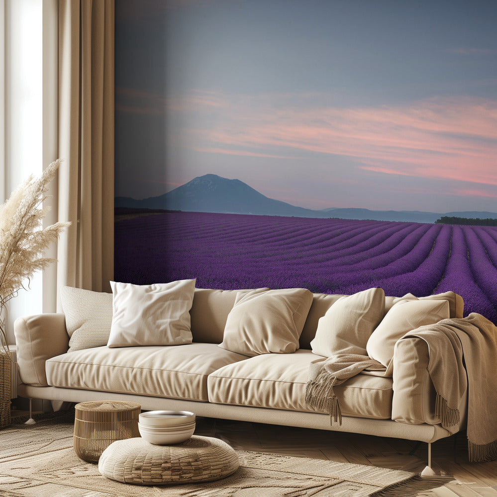 Lavender field | Wallpaper