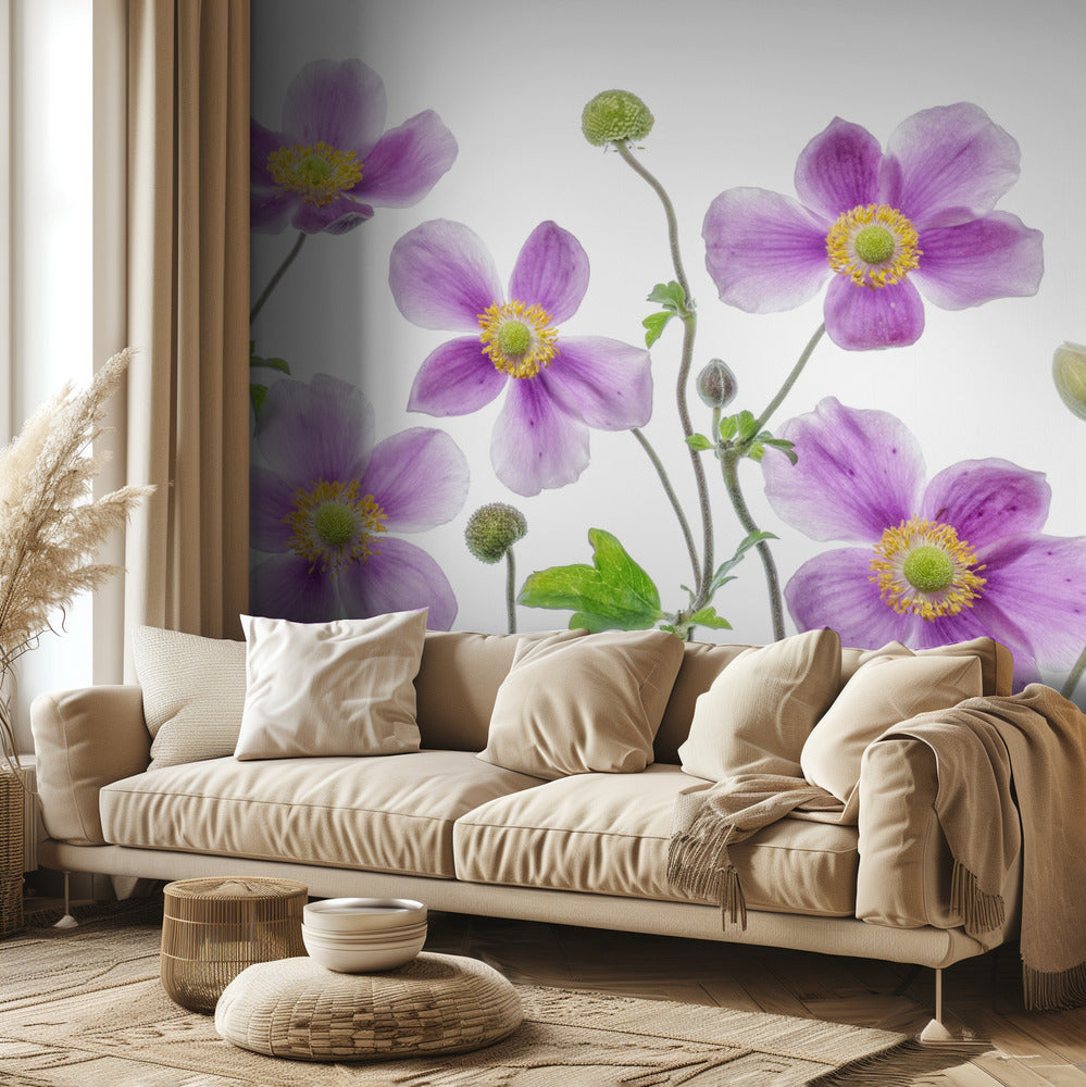Anemone Japonica | Wallpaper
