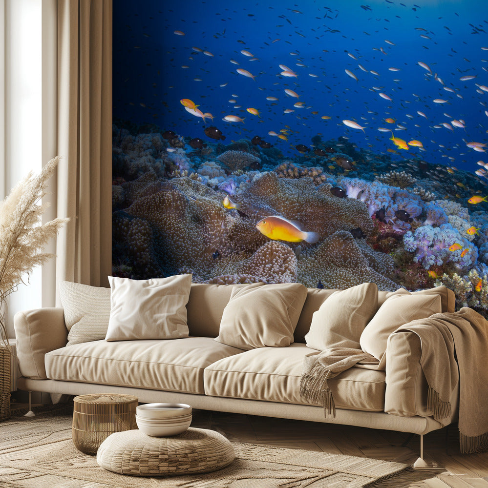 Anemon and Anthias | Wallpaper