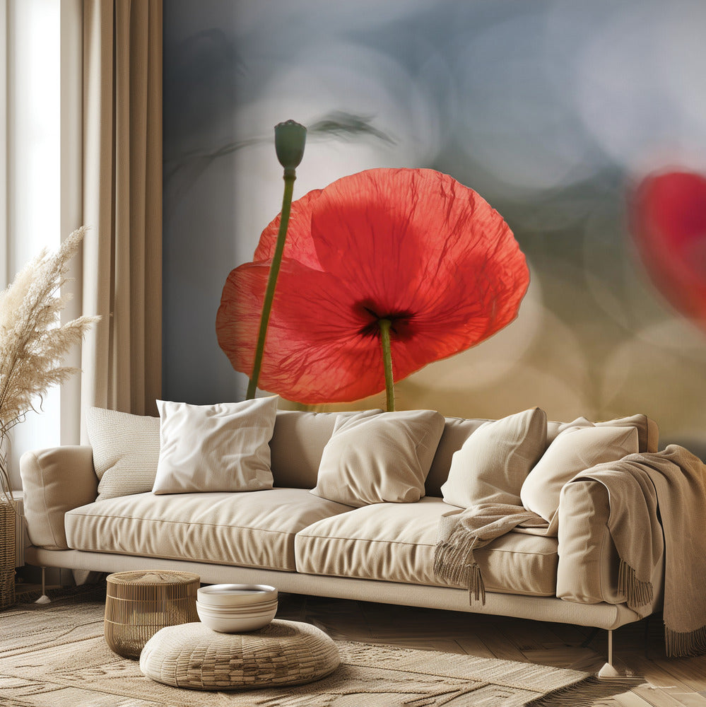 Morning Poppies | Wallpaper