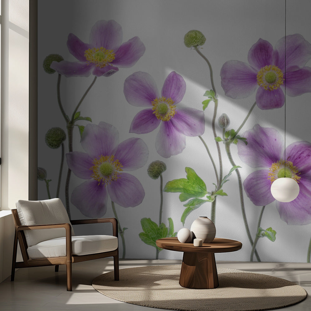 Anemone Japonica | Wallpaper