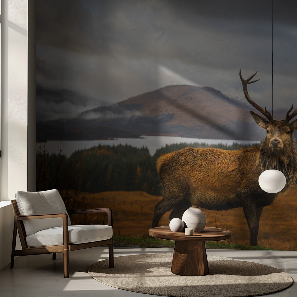 Scottish Stag | Wallpaper