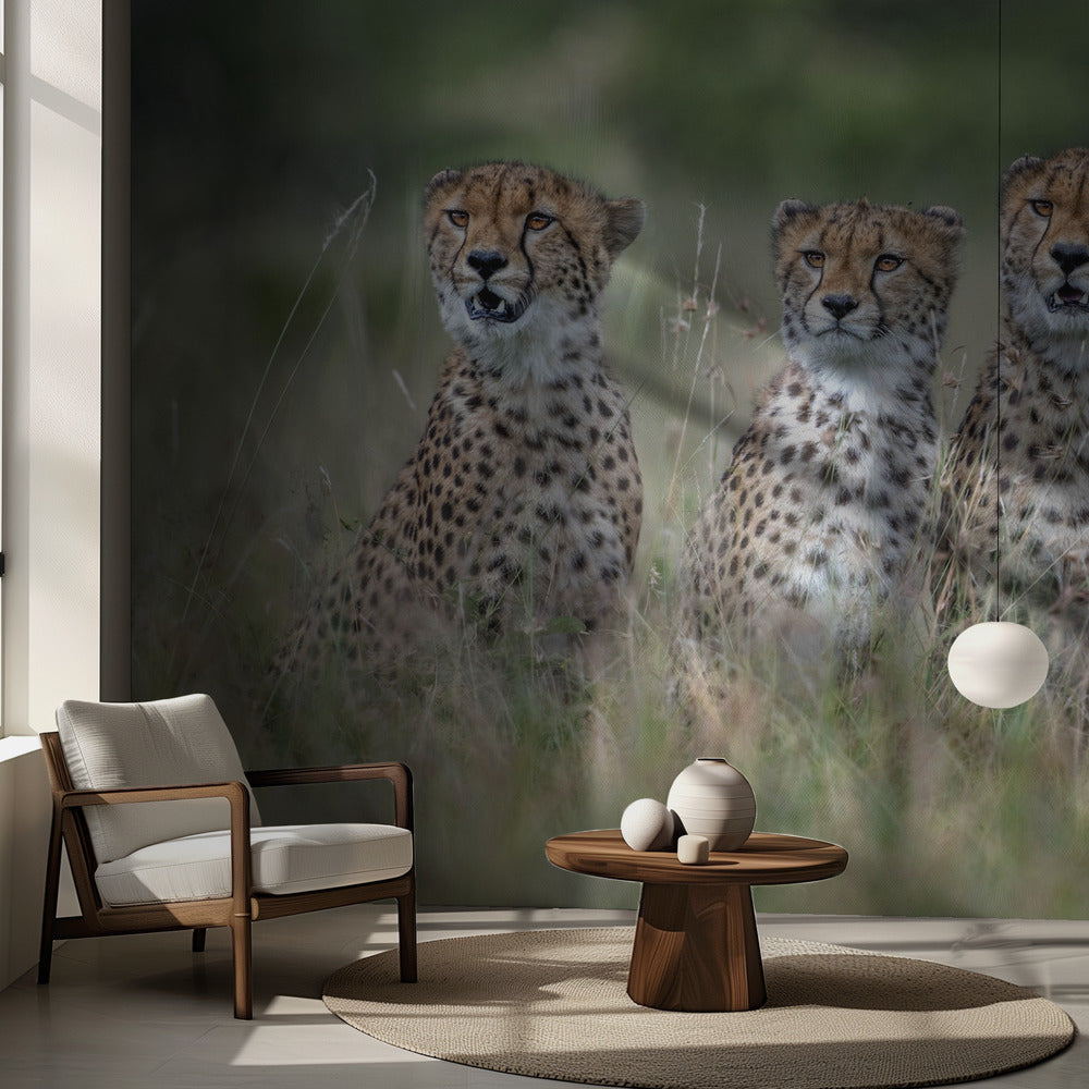 Cheetah cubs | Wallpaper
