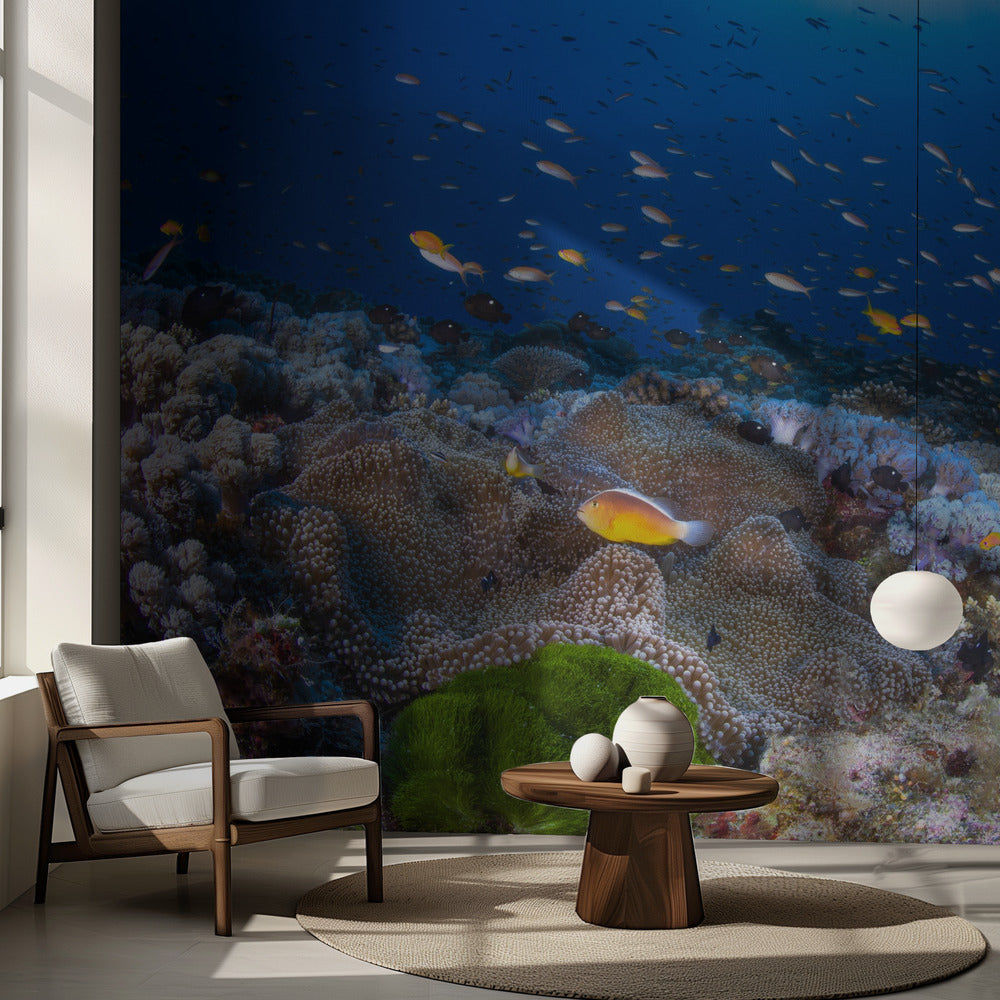 Anemon and Anthias | Wallpaper