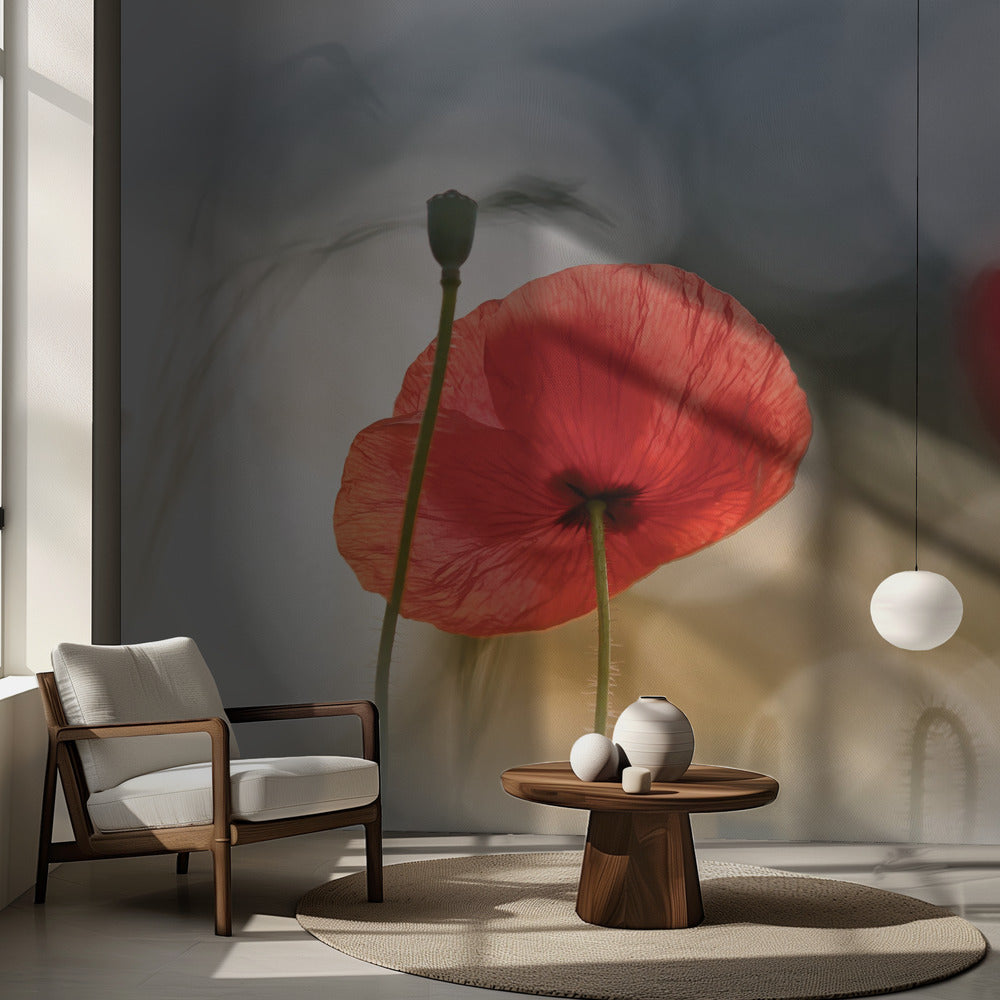 Morning Poppies | Wallpaper
