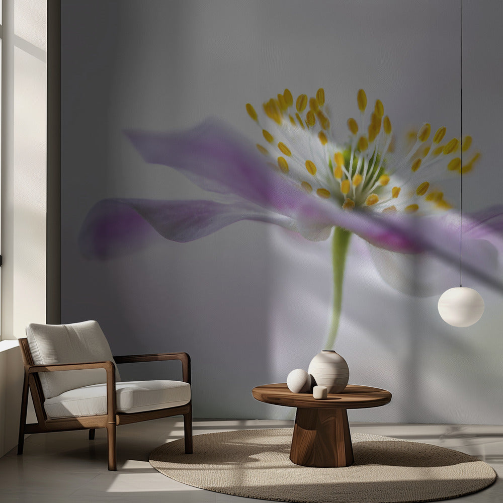 Wood Anemone | Wallpaper